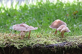 真菌,性質(zhì),草