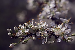 春,鮮花,白