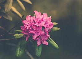 盛開,開花,植物區(qū)系