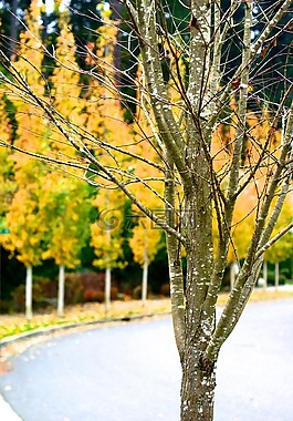 樹,秋,路