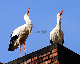 鳥類,鸛,動物