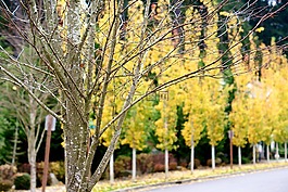 樹,秋,路