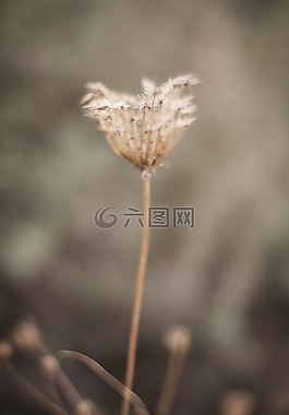 花卉,性質(zhì),植物