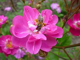 玫瑰,花卉,蜜蜂