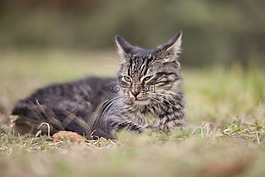貓,動物,草