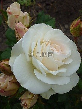 玫瑰,白,性質(zhì)