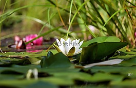 睡蓮,花,開花