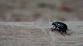 動物,甲殼蟲,性質
