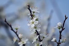 春,鮮花,白