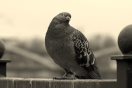 鴿子,鳥,看看
