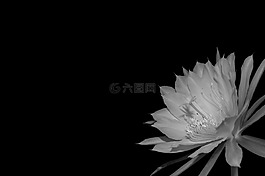 epiphyllum,開花,黑白色