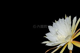 epiphyllum,開花,黑白色