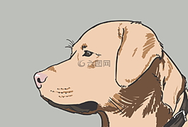 拉布拉多,狗,檢索器