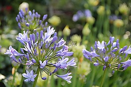 agapanthus,鮮花,花園