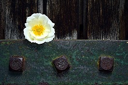 野生玫瑰,白,開花