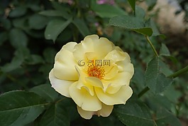 花,離開(kāi),自然