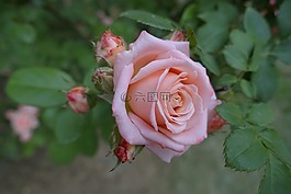 綠色,花,模式