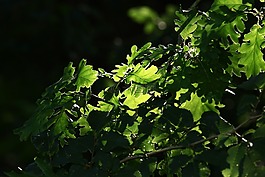 自然,草,陽(yáng)光