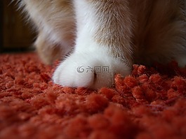 猫,爪,宠物