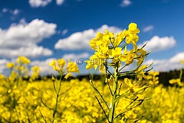 油菜,草地,字段