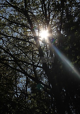 太陽,森林,小樹林