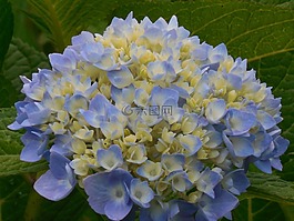 绣球,蓝色,白