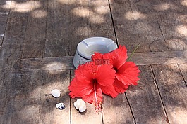 花,自然,春