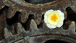 齒輪,野生玫瑰,金屬
