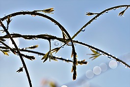 雨滴,露珠,滴