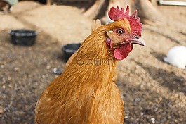 動物,動物攝影,雞