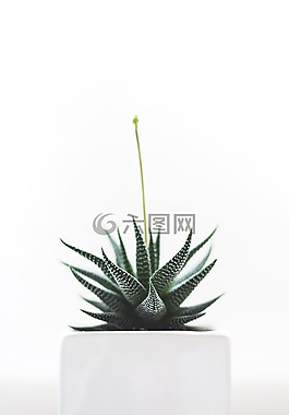 植物,多汁,孤立