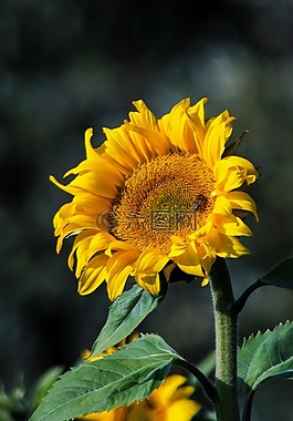 太陽花,性質(zhì),黃色