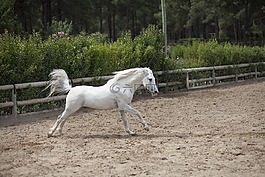 馬,動物,這匹馬