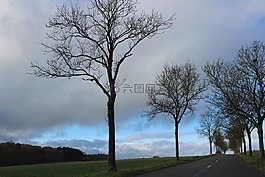 路,樹,秋