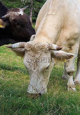 牛,牛肉,動(dòng)物