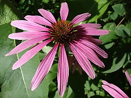 松果菊,花,花園