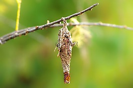 bagworm,幼蟲,木材