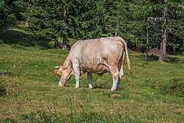 牛,牛肉,動物