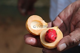 肉豆蔻,手,斯里蘭卡