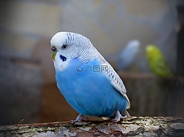 鳥,動(dòng)物世界,動(dòng)物