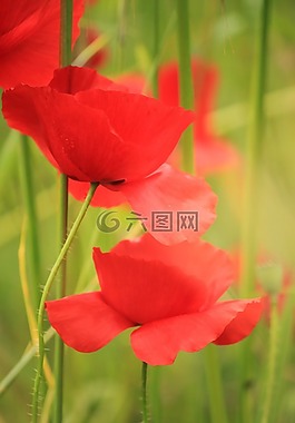 罌粟,開花,性質(zhì)