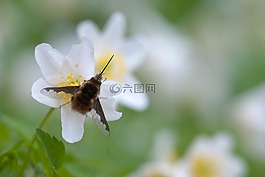 bombyliidae,飞,昆虫