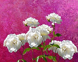 玫瑰,花,花香