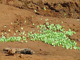 蝴蝶,性質(zhì),昆蟲