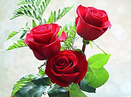 玫瑰,鮮花,懷柔