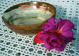 健康,殼,花