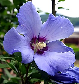 花,藍(lán)色,廠