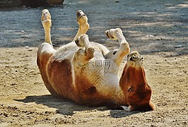 驢,動物,播放