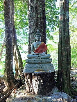 佛,樹,寺