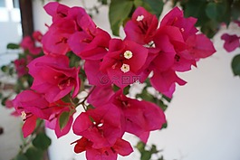 bouganvilea,粉紅色,花